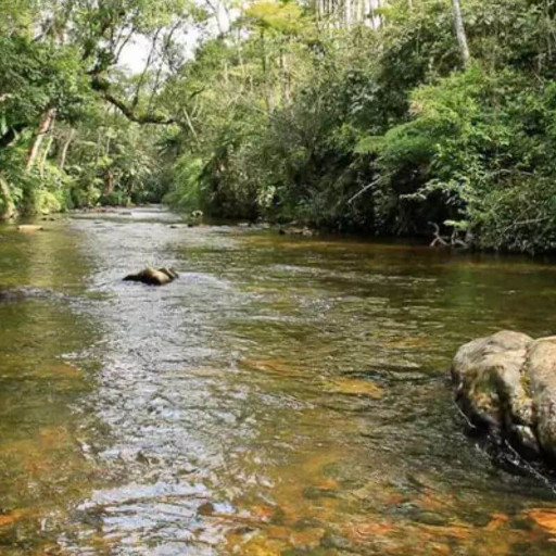 Imagem ilustrativa do curso de Direito Ambiental - Áreas de Preservação Permanente e Reserva Legal